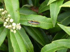 Balta bicolor