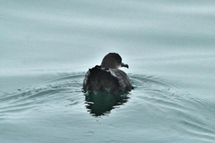 Ardenna tenuirostris