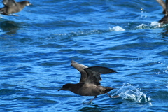 Ardenna tenuirostris