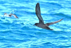 Ardenna tenuirostris