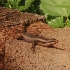 Trachylepis punctatissima