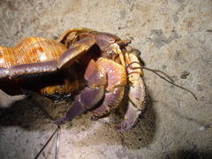 Filifusus filamentosus