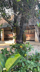 Artocarpus heterophyllus