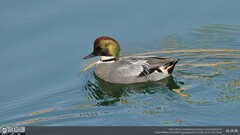 Mareca falcata