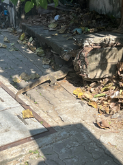 Varanus salvator macromaculatus