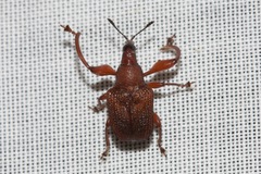 Euops falcata