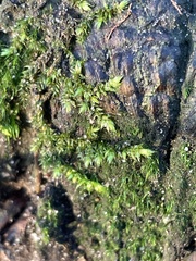 Rhynchostegium confertum