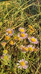 Erigeron blochmaniae