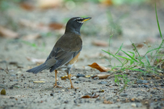 Turdus obscurus