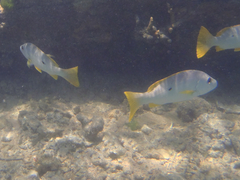 Lutjanus monostigma