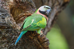 Psittacula alexandri fasciata