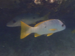 Lutjanus monostigma