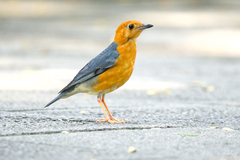 Orange-Headed Thrush photo 3