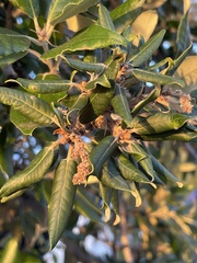Quercus ilex