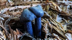 Entoloma subcarneum