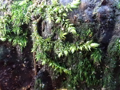 Rhynchostegium confertum