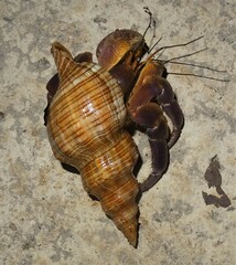 Filifusus filamentosus