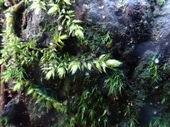 Rhynchostegium confertum