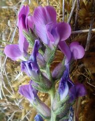 Oxytropis borealis viscida