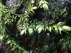 Rhynchostegium confertum