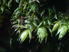 Rhynchostegium confertum