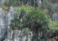 Dracaena cochinchinensis