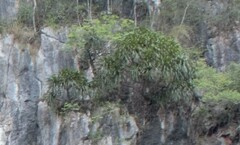 Dracaena cochinchinensis