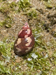 Phasianella ventricosa