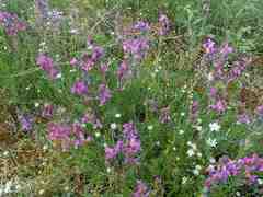 Oxytropis borealis viscida