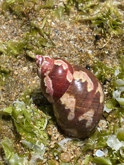 Phasianella ventricosa