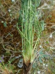 Oxytropis borealis viscida