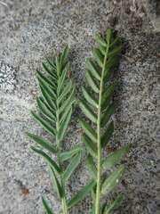 Oxytropis borealis viscida