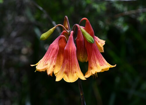 Image of Blandfordia grandiflora by (c) Thomas Mesaglio, some rights reserved (CC BY)