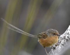 Stipiturus malachurus