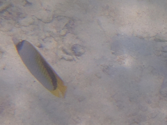 Chaetodon lineolatus