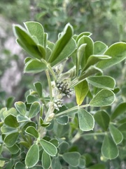 Medicago arborea
