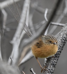 Stipiturus malachurus