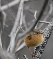 Stipiturus malachurus