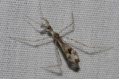 Stenolemus fraterculus