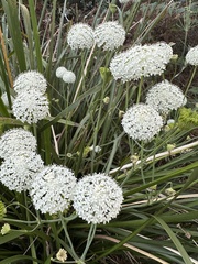 Trachymene composita