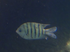 Abudefduf bengalensis