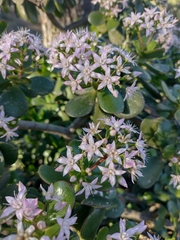 Crassula ovata