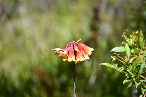 Image of Blandfordia grandiflora by (c) Thomas Mesaglio, some rights reserved (CC BY)