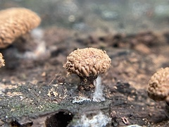 Tubifera microsperma