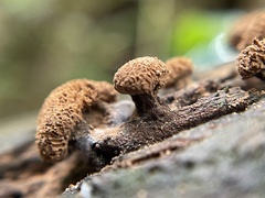 Tubifera microsperma