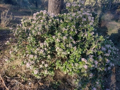 Crassula ovata