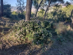 Crassula ovata