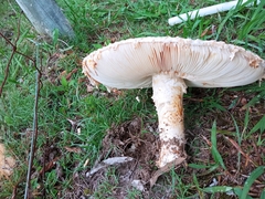 Saproamanita foetidissima
