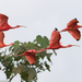 Corocoro Rojo - Photo (c) David McCorquodale, algunos derechos reservados (CC BY)