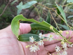 Phyllodineae